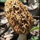 Delicious Mushroom Bonsai Organic Green Food Funny Succulents 100 Seeds