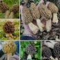 Delicious Mushroom Bonsai Organic Green Food Funny Succulents 100 Seeds