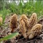 Delicious Mushroom Bonsai Organic Green Food Funny Succulents 100 Seeds