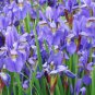 piezas Bonsai Iris Mixed 200 Seeds