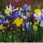 piezas Bonsai Iris Mixed 200 Seeds
