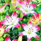 Garland Lilium Brownii Lily Flower 200 Seeds