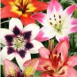 Garland Lilium Brownii Lily Flower 200 Seeds