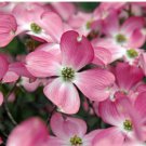 Flowering PINK DOGWOOD Cornus TREE 10 Seeds