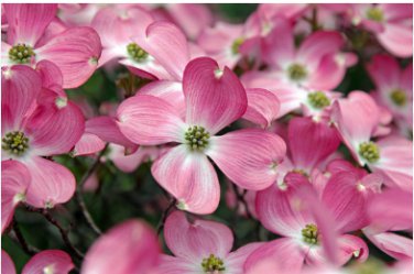 Flowering PINK DOGWOOD Cornus TREE 10 Seeds