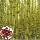 Sugar Cane 200 Seeds