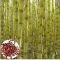 Sugar Cane 200 Seeds