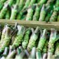 Japanese Horseradish 200 Seeds