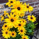 Organic Rudbeckia Indian Summer 100 Seeds