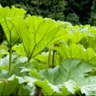 Gunnera Manicata 14 Seeds