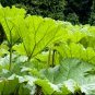 Gunnera Manicata 14 Seeds