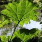 Gunnera Manicata 14 Seeds