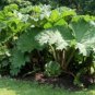 Gunnera Manicata 14 Seeds