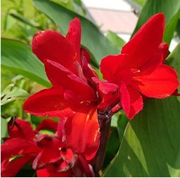 Canna Flower 20 Seeds