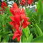 Canna Flower 20 Seeds
