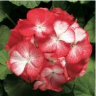 Geranium Seeds Rose Red Flowers 200 Seeds