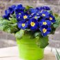Big Primula Polyantha Gigantea 200 Seeds