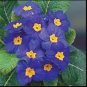 Big Primula Polyantha Gigantea 200 Seeds