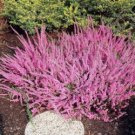Heather Groundcover Plant 40 Seeds