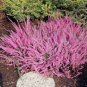 Heather Groundcover Plant 40 Seeds