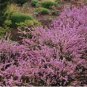 Heather Groundcover Plant 40 Seeds
