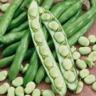 Broad Windsor Fava Bean 400 Seeds