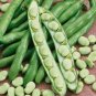 Broad Windsor Fava Bean 400 Seeds