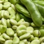 Broad Windsor Fava Bean 400 Seeds