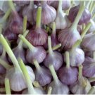 Giant Garlic Bulbils Lyubasha Winter 100 Seeds