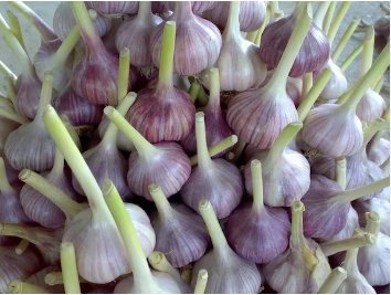 Giant Garlic Bulbils Lyubasha Winter 100 Seeds