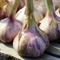 Giant Garlic Bulbils Lyubasha Winter 100 Seeds