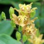 TRICYRTIS Japanese Toad Lily Flower 100 Seeds