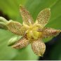 TRICYRTIS Japanese Toad Lily Flower 100 Seeds