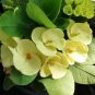Crown of Thorn Flower 40 Seeds