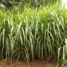 Elephant Grass 200 Seeds