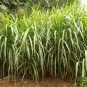 Elephant Grass 200 Seeds
