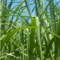 Elephant Grass 200 Seeds