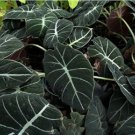 alocasia Elephant Ear Seeds Taro 'Black Velvet' 40 Seeds