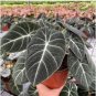 alocasia Elephant Ear Seeds Taro 'Black Velvet' 40 Seeds