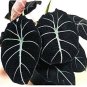 alocasia Elephant Ear Seeds Taro 'Black Velvet' 40 Seeds