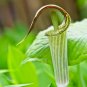 Jack in The Pulpit 60 Seeds