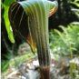 Jack in The Pulpit 60 Seeds