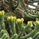 Araucaria Araucana 100 Seeds