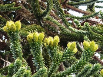 Araucaria Araucana 100 Seeds