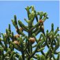 Araucaria Araucana 100 Seeds