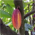 Cocoa Plant Theobroma Cacao (Large Round Trinitario) Chocolate 50 Seeds