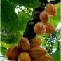 Cocoa Plant Theobroma Cacao (Large Round Trinitario) Chocolate 50 Seeds
