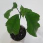 Cocoa Plant Theobroma Cacao (Large Round Trinitario) Chocolate 50 Seeds