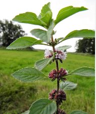 WHITE WOOD MINT Mentha Arvensis Wild Field Herb Flower 100 Seeds