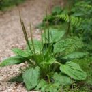 Organic Broadleaf Plantain 200 Seeds